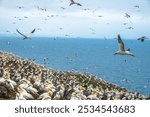 Huge colonies of northern gannets breeding at the edge of cliffs on Bonaventure Island, Percé, Gaspésie peninsula, Quebec, Canada