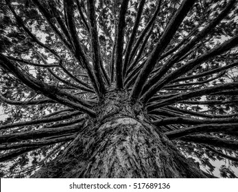 Huge Conifer tree looking up