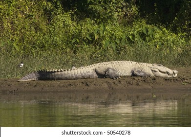 Huge Crocodile in Chitwan National Park, Nepal