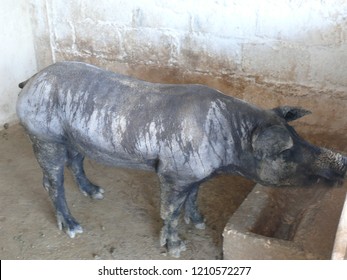 Huge Cuban Creole Black Pig 