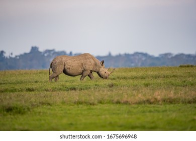 image rhinoceros
