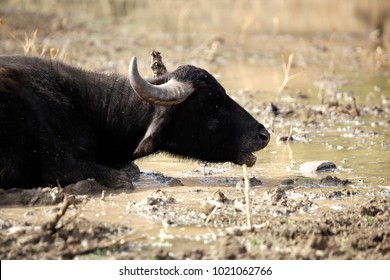 huge dark water buffalo lies down on a sandy soil near water pond on a sunny day in Tunisia national park