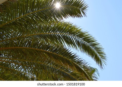 Huge Date Palm Leaves On A Sunny Sky Background. Summer. Turkey. Resort