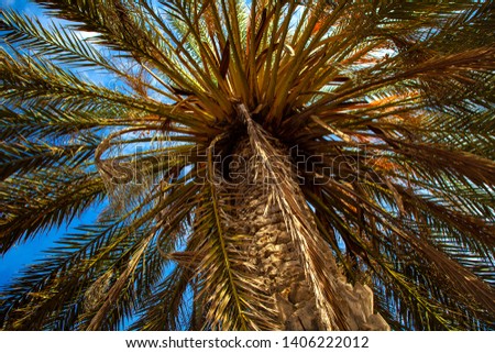 Huge date palm with seeds and blue sky - bottom view
