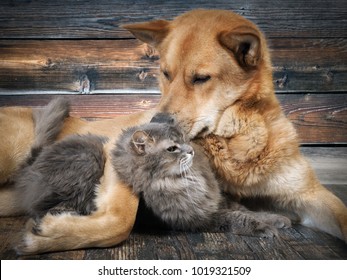 A Huge Dog And A Cat. Animal Relationships. Friendship Cats And Dogs