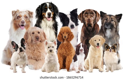 Huge dog group with different dogs isolated on white