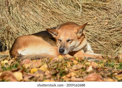 A Huge Dog Sleeps, Lying In Dry Straw. A Stray Dog Fell Asleep In The Sun.