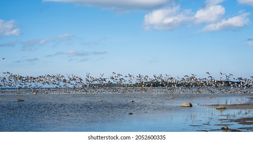 Huge Duck Flocks Before Bird Migration Season In Northern Europe. Ducks Flying Over The Sea In Autumn.