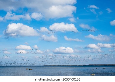 Huge Duck Flocks Before Bird Migration Season In Northern Europe. Ducks Flying Over The Sea In Autumn.