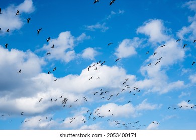 Huge Duck Flocks Before Bird Migration Season In Northern Europe. Ducks Flying Over The Sea In Autumn.