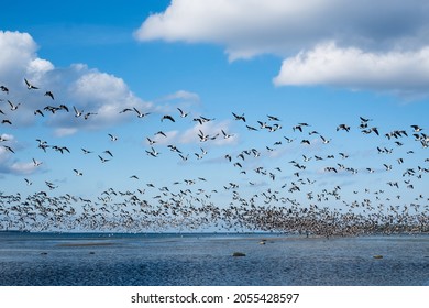 Huge Duck Flocks Before Bird Migration Season In Northern Europe. Ducks Flying Over The Sea In Autumn.