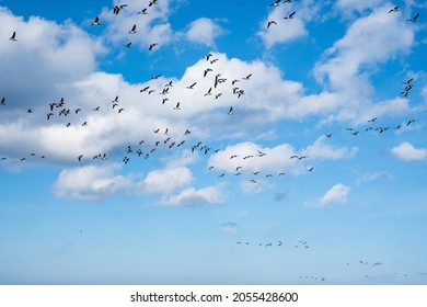 Huge Duck Flocks Before Bird Migration Season In Northern Europe. Ducks Flying Over The Sea In Autumn.