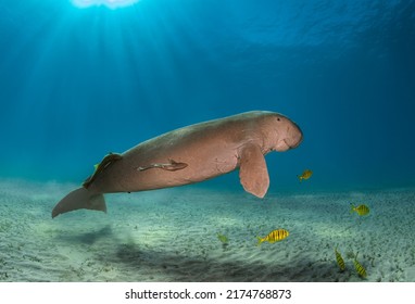 Huge dugong and sea cow male with remora and yellow fish under the light in the Red Sea of Egypt