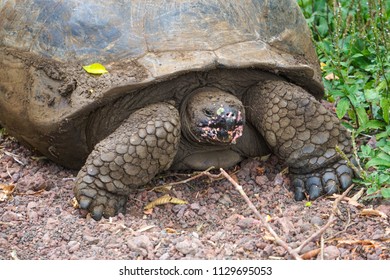 102 Turtle eating apple Images, Stock Photos & Vectors | Shutterstock