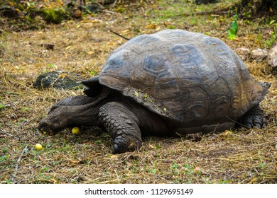 102 Turtle eating apple Images, Stock Photos & Vectors | Shutterstock