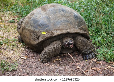 102 Turtle eating apple Images, Stock Photos & Vectors | Shutterstock