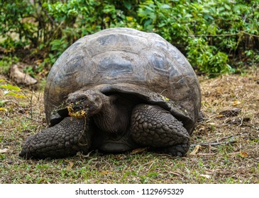 102 Turtle eating apple Images, Stock Photos & Vectors | Shutterstock