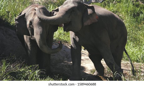 Huge Elephant Couple In Jungle Sanctuary Thailand. Thick Skin Animal Family Flap Ears. Chiang Mai Province National Conservation. Mammal Communication