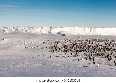 Huge Emperor Penguin Colony