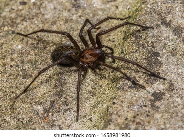 Huge Eratigena atrica Giant House Spider