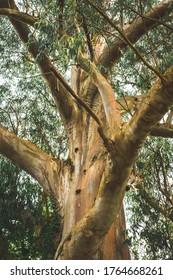 Huge eucalyptus tree in nature, detail