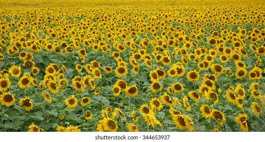 A huge farm field planted with sunflowers. Sunflowers bloom bright yellow.
