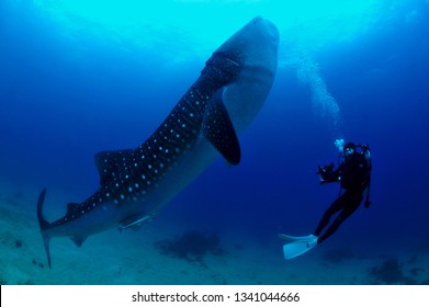 Great HAMMERHEAD SHARK,BLUE PACIFIC ocean scuba diving t-shirt ladies all sizes