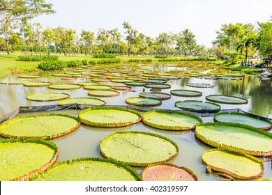 3,548 Victoria amazonica Images, Stock Photos & Vectors | Shutterstock