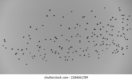 Huge Flock Of Birds In Gray Sky