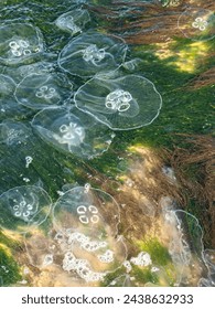 Huge flock of jellyfish teeming in the green water of Black Sea, Burgas,Bulgaria
					