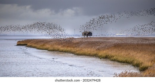 Huge Flock Of Migrating Birds European Starling (Sturnus Vulgaris) Taking Off From Feeding Habitat In Lauwersmeer. Wildlife Scene In Nature Of Europe. Netherlands.