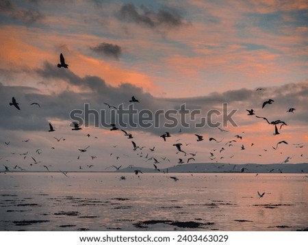 Huge flock of seagull flying low over the ocean looking for fresh mackerel fish pack at beautiful sunset over Galway bay, Ireland. Fishing concept. Food chain. Big drama for tasty bits over water.