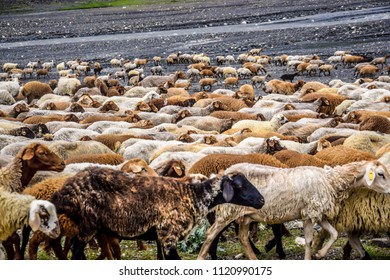 A Huge Flock Of Sheep Walking Into The Same Direction.