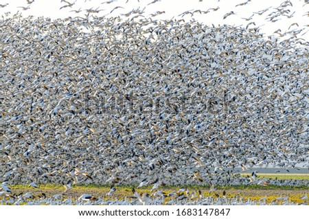Huge flock of snow geese flying in mass