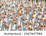 Huge flock of white geese looking in one direction. Group of geese in the barnyard of geese farm. 