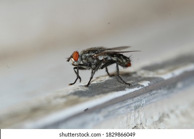 A huge fly on the window macro photograpy