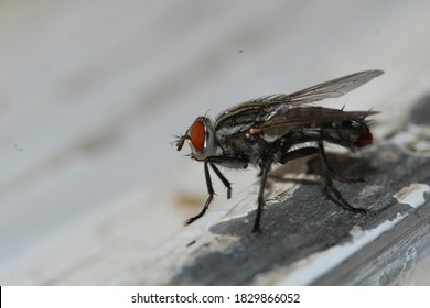 A huge fly on the window macro photograpy