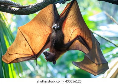 Huge Flying Fox bat sleeping upside down on tree branch in natural environment