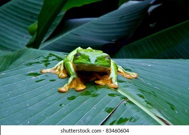 A huge flying tree frog blinks for the camera In Costa Rica.