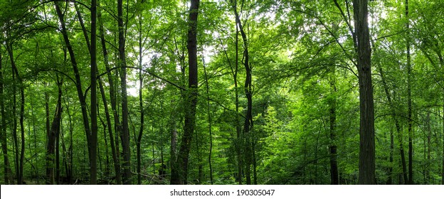 Huge Forest Panorama. Big Picture Of Trees