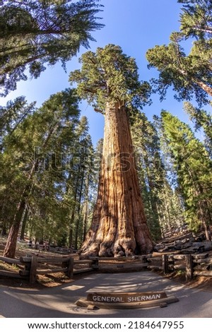 huge general sherman sequoia tree in Sequoia tree national park, USA