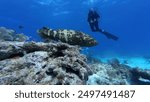 Huge Goliath Grouper diving Florida Keys