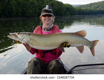 A huge green and bronze barred muskie fish being held by a woman in a pink shirt, baseball cap, and PFD in a canoe on a river on a clear spring morning - Shutterstock ID 1348287734