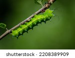 Huge green caterpillar of the Giant Peacock moth, Saturnia pyri on an apple tree twig. 