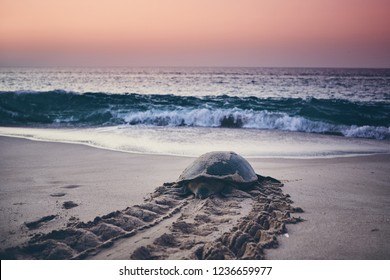 Huge Green Turtle Heading Back To Ocean. Unique Hatching Place In Ras Al Jinz, Sultanate Of Oman.