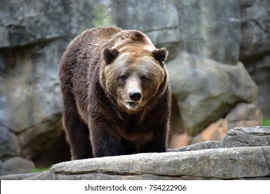 Huge Grizzly Bear In Calgary, Alberta, Canada 