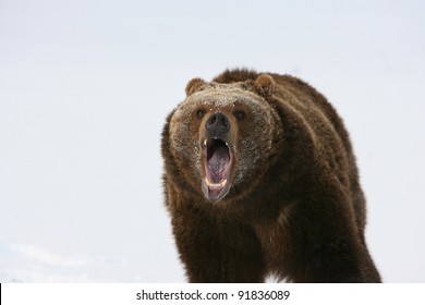 Huge Grizzly Bear With Snow Background