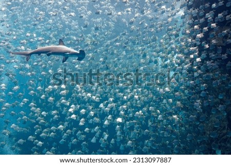 A huge hammerhead shark swimming stealthily and looking for its prey under a shoal of silver moony fish (diamondfish), which are fleeing from the ferocious predator 