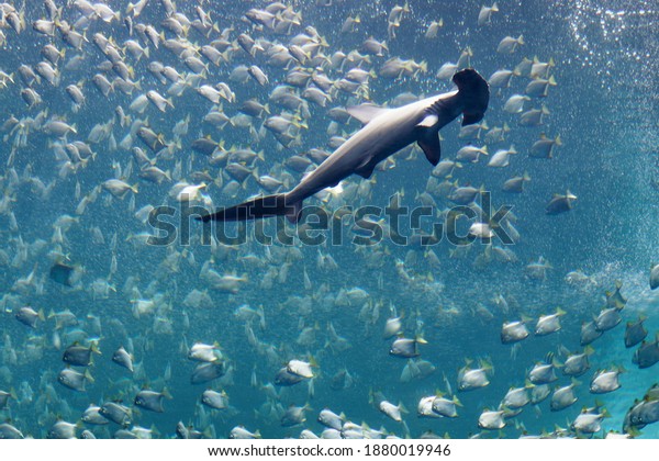 A huge hammerhead shark swimming stealthily and\
looking for its prey under a shoal of silver moony fish\
(diamondfish), which are fleeing from the ferocious predator, in\
Xpark Aquarium, Taoyuan,\
Taiwan