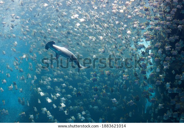 A\
huge hammerhead shark swimming stealthily under a shoal of silver\
moony fish (diamondfish), which are trying to escape from the\
ferocious predator, in Xpark Aquarium, Taoyuan,\
Taiwan